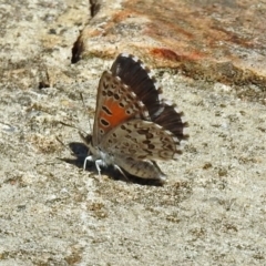 Lucia limbaria (Chequered Copper) at Acton, ACT - 20 Jan 2019 by RodDeb