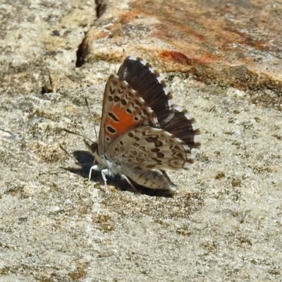 Lucia limbaria (Chequered Copper) at Acton, ACT - 21 Jan 2019 by RodDeb