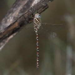 Austroaeschna unicornis (Unicorn Darner) at Namadgi National Park - 10 Jan 2019 by RFYank