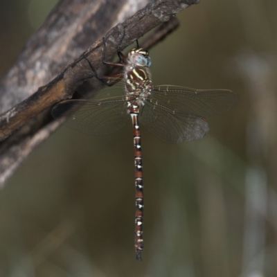 Austroaeschna unicornis (Unicorn Darner) at Cotter River, ACT - 10 Jan 2019 by RFYank