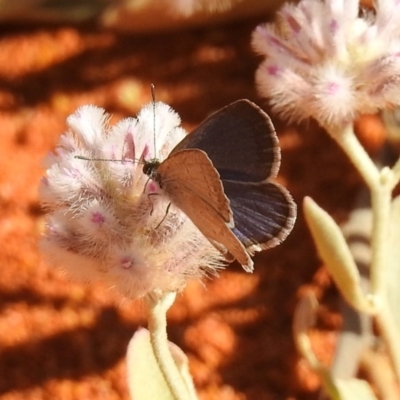 Zizina otis (Common Grass-Blue) at Canberra Central, ACT - 21 Jan 2019 by RodDeb