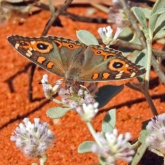 Junonia villida (Meadow Argus) at Canberra Central, ACT - 20 Jan 2019 by RodDeb