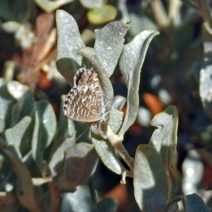 Theclinesthes serpentata at Canberra Central, ACT - 21 Jan 2019 09:20 AM