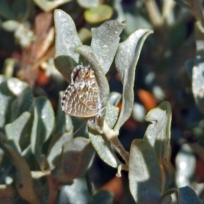 Theclinesthes serpentata (Saltbush Blue) at ANBG - 20 Jan 2019 by RodDeb