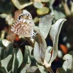 Theclinesthes serpentata at Canberra Central, ACT - 21 Jan 2019 09:20 AM