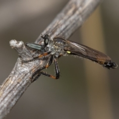 Dasypogoninae sp. (subfamily) (Unidentified dasypogonine robber fly) at Bimberi Nature Reserve - 11 Jan 2019 by RFYank