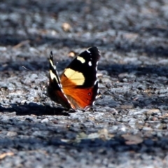 Vanessa itea (Yellow Admiral) at Acton, ACT - 20 Jan 2019 by RodDeb