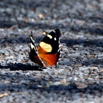 Vanessa itea (Yellow Admiral) at Acton, ACT - 20 Jan 2019 by RodDeb