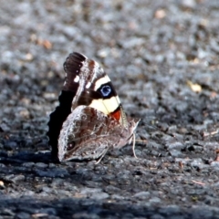 Vanessa itea at Acton, ACT - 21 Jan 2019 08:42 AM