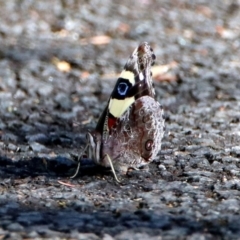 Vanessa itea at Acton, ACT - 21 Jan 2019