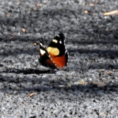 Vanessa itea at Acton, ACT - 21 Jan 2019