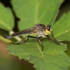Zosteria rosevillensis (A robber fly) at Paddys River, ACT - 11 Jan 2019 by RFYank