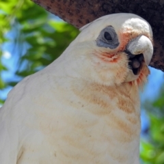 Cacatua sanguinea (Little Corella) at Wanniassa, ACT - 21 Jan 2019 by RodDeb