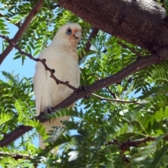 Cacatua sanguinea at Wanniassa, ACT - 21 Jan 2019 01:01 PM