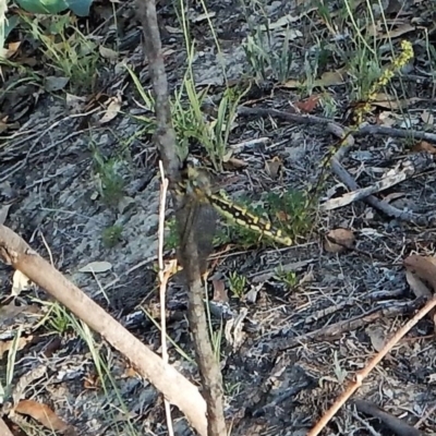 Suhpalacsa sp. (genus) (Owlfly) at Mount Painter - 21 Jan 2019 by CathB