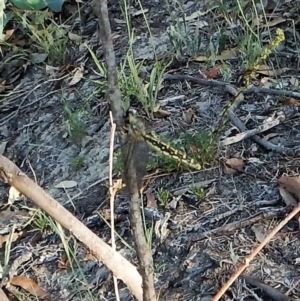 Suhpalacsa sp. (genus) at Dunlop, ACT - 22 Jan 2019