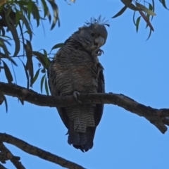 Callocephalon fimbriatum at Acton, ACT - 21 Jan 2019