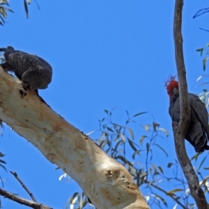 Callocephalon fimbriatum at Acton, ACT - 21 Jan 2019