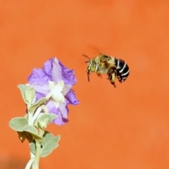 Amegilla (Zonamegilla) asserta (Blue Banded Bee) at ANBG - 20 Jan 2019 by RodDeb