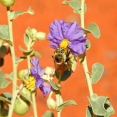 Amegilla (Zonamegilla) asserta at Canberra Central, ACT - 21 Jan 2019 09:18 AM