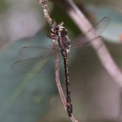 Austroaeschna atrata (Mountain Darner) at Namadgi National Park - 11 Jan 2019 by RFYank