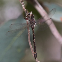 Austroaeschna atrata (Mountain Darner) at Cotter River, ACT - 11 Jan 2019 by RFYank