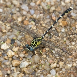 Hemigomphus heteroclytus at Paddys River, ACT - 11 Jan 2019