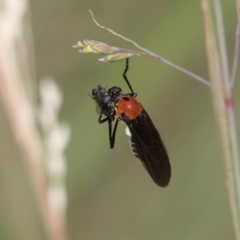 Cabasa pulchella (Robber fly) at Cotter River, ACT - 11 Jan 2019 by RFYank