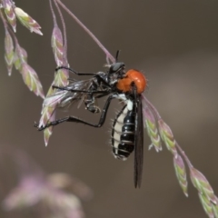 Cabasa pulchella at Cotter River, ACT - 11 Jan 2019 11:50 AM