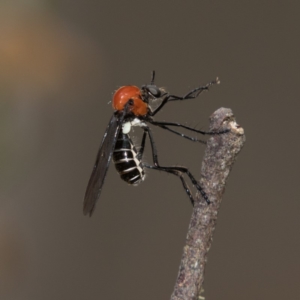 Cabasa pulchella at Cotter River, ACT - 11 Jan 2019 11:50 AM