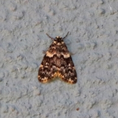 Halone coryphoea (Eastern Halone moth) at Canberra Central, ACT - 21 Jan 2019 by RodDeb