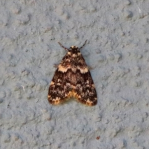 Halone coryphoea at Canberra Central, ACT - 21 Jan 2019 10:18 AM