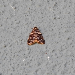 Halone coryphoea at Canberra Central, ACT - 21 Jan 2019 10:18 AM