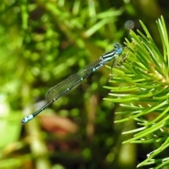 Austroagrion watsoni (Eastern Billabongfly) at ANBG - 21 Jan 2019 by RodDeb