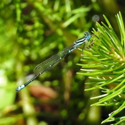 Austroagrion watsoni (Eastern Billabongfly) at ANBG - 21 Jan 2019 by RodDeb