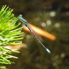 Austroagrion watsoni at Acton, ACT - 21 Jan 2019