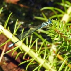 Austroagrion watsoni at Acton, ACT - 21 Jan 2019