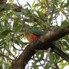 Alisterus scapularis (Australian King-Parrot) at Curtin, ACT - 21 Jan 2019 by tom.tomward@gmail.com