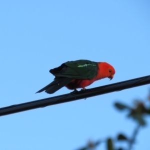 Alisterus scapularis at Curtin, ACT - 22 Jan 2019 12:00 AM