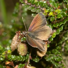 Neolucia agricola (Fringed Heath-blue) at Cotter River, ACT - 10 Jan 2019 by RFYank