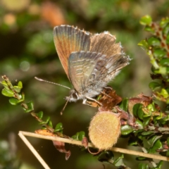 Neolucia agricola at Cotter River, ACT - 11 Jan 2019 10:13 AM