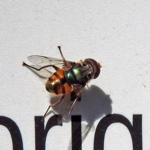 Austalis copiosa at Canberra Central, ACT - 21 Jan 2019 09:14 AM