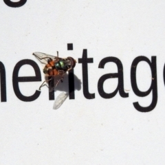 Austalis copiosa at Canberra Central, ACT - 21 Jan 2019