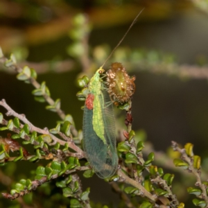 Chrysopidae (family) at Cotter River, ACT - 11 Jan 2019