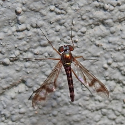 Heteropsilopus sp. (genus) (A long legged fly) at ANBG - 20 Jan 2019 by RodDeb