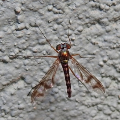 Heteropsilopus sp. (genus) (A long legged fly) at Hackett, ACT - 21 Jan 2019 by RodDeb