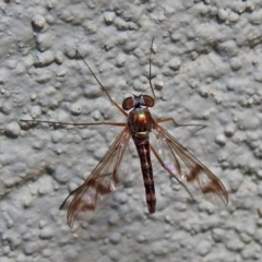 Heteropsilopus sp. (genus) (A long legged fly) at Hackett, ACT - 20 Jan 2019 by RodDeb