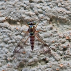 Heteropsilopus sp. (genus) at Hackett, ACT - 21 Jan 2019 10:11 AM