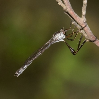 Leptogaster sp. (genus) (Robber fly) at Namadgi National Park - 10 Jan 2019 by RFYank