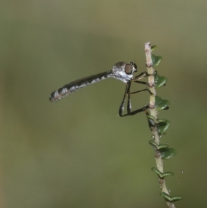 Leptogaster sp. (genus) at Cotter River, ACT - 11 Jan 2019